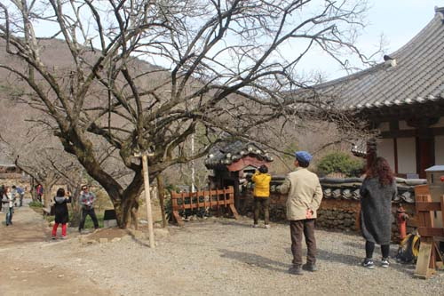 망울만 있는 선암매 앞에서 아쉬움을 달래는 탐방객들