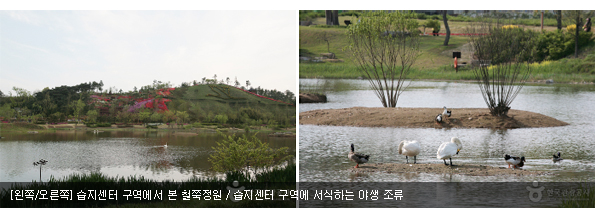 [왼쪽/오른쪽] 습지센터 구역에서 본 철쭉정원 / 습지센터 구역에 서식하는 야생 조류