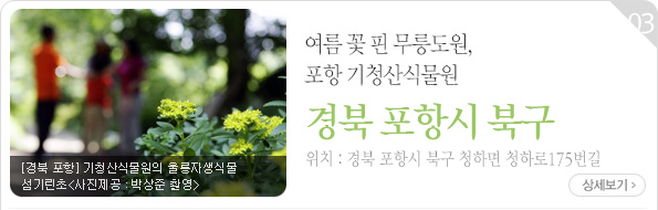 기청산식물원의 울릉자생식물 섬기린초