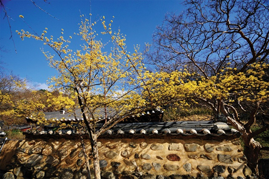 산수유꽃축제로는 경기 이천시 산수유꽃축제, 전남 구례군 산수유꽃축제가 유명하다.