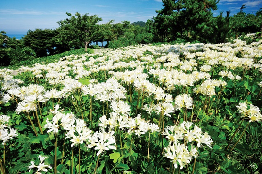 위도상사화. 전북 부안군 위도에서는 최근 위도상사화 축제를 열기 시작했다.