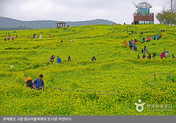 유채꽃은 고창 청보리밭축제의 또 다른 주연이다.