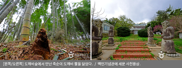 [왼쪽/오른쪽]도깨비숲에서 만난 죽순이 도깨비 뿔을 닮았다. / 백민기념관에 세운 사천왕상