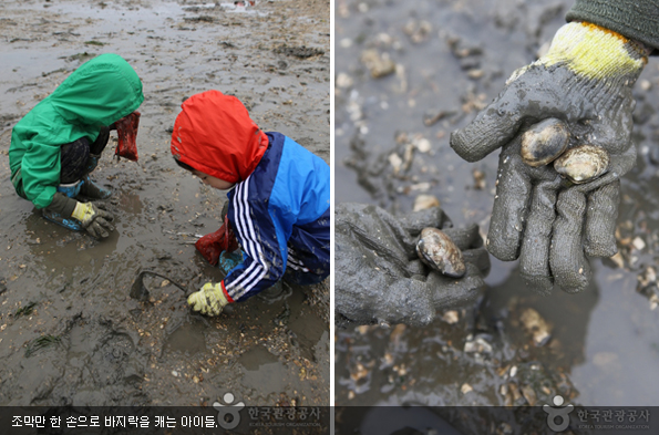 조막만 한 손으로 바지락을 캐는 아이들