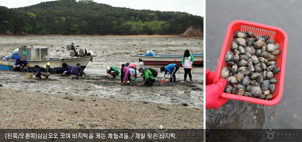 [왼쪽/오른쪽]삼삼오오 모여 바지락을 캐는 체험객들 / 제철 맞은 바지락