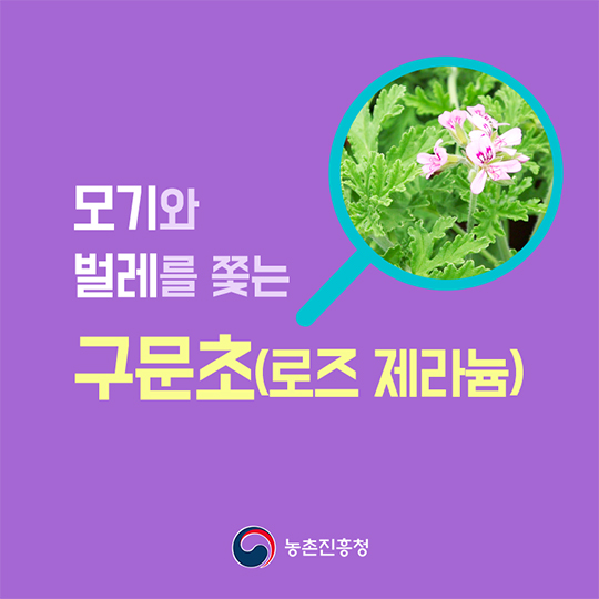 모기와 벌레를 쫓는 구문초