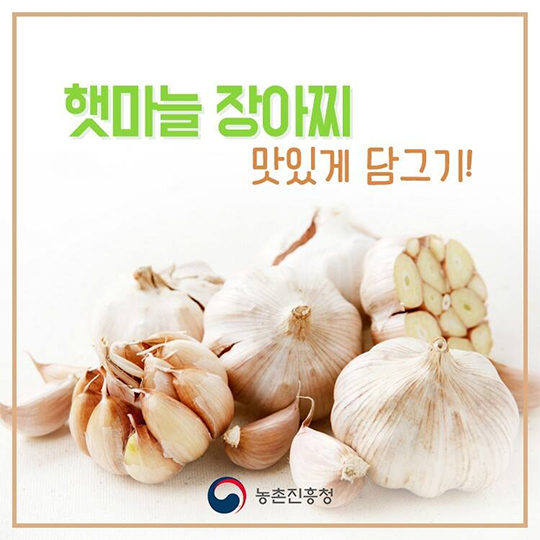 햇마늘 장아찌 맛있게 담그기!