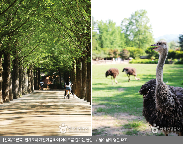 [왼쪽/오른쪽]한가로이 자전거를 타며 데이트를 즐기는 연인 / 남이섬의 명물 타조