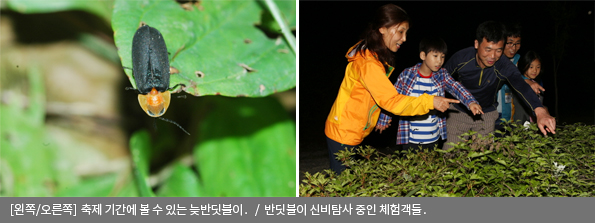 [왼쪽/오른쪽]축제 기간에 볼 수 있는 늦반딧불이 / 반딧불이 신비탐사 중인 체험객들