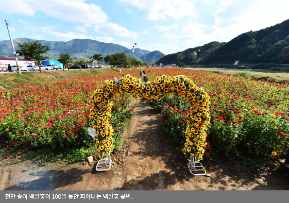 천만 송이 백일홍이 100일 동안 피어나는 백일홍 꽃밭