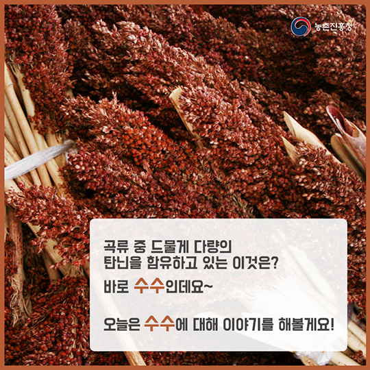 알고 먹으면 더 맛있는 수수