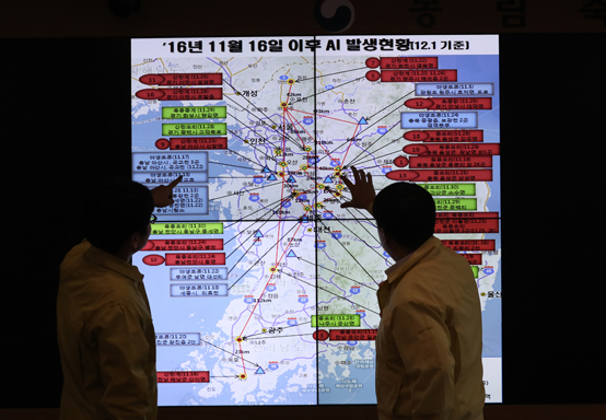 강원도 철원군 한 산란계 농장에서 고병원성 조류인플루엔자(AI) 의심신고가 접수되는 등 AI가 전국적으로 확산하는 1일 오전 정부세종청사 농림축산식품부 가축방역대책본부에서 관계자들이 실시간 상황을 점검하고 있다. <저작권자(c) 연합뉴스, 무단 전재-재배포 금지> 