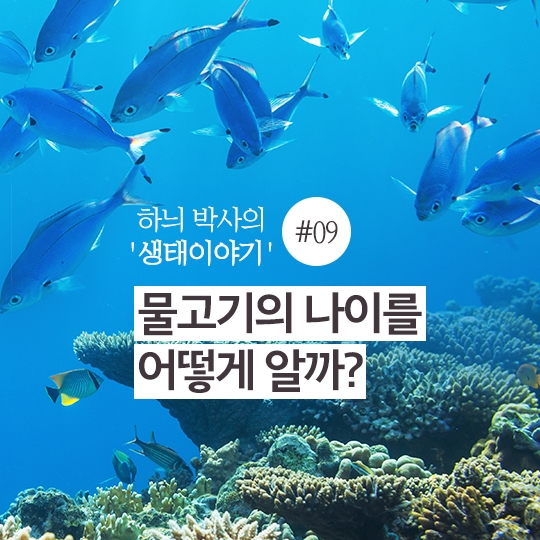 물고기의 나이를 어떻게 알까