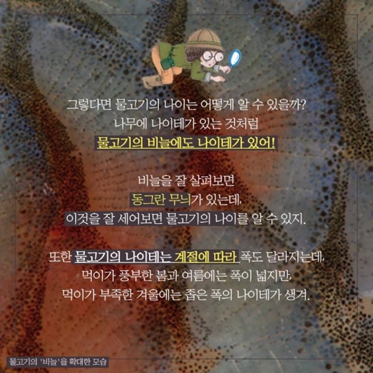 물고기의 나이를 어떻게 알까