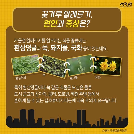 가을철 꽃가루 알레르기 ‘주의’