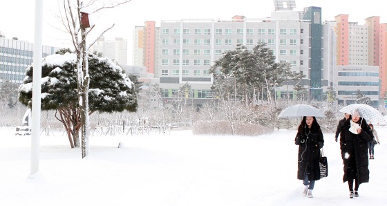 12.5㎝의 눈이 내린 10일 오전 충남 홍성에 도청 직원들이 눈밭을 헤치며 출근하고 있다.(사진=저작권자(c) 연합뉴스, 무단 전재-재배포 금지)