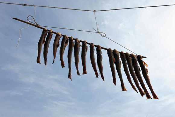 화도갯벌에서 잡은 망둑어는 말려서 두고두고 먹는다. 망둑어건정, 손맛이 더해지니 민어건정 못지 않다. 