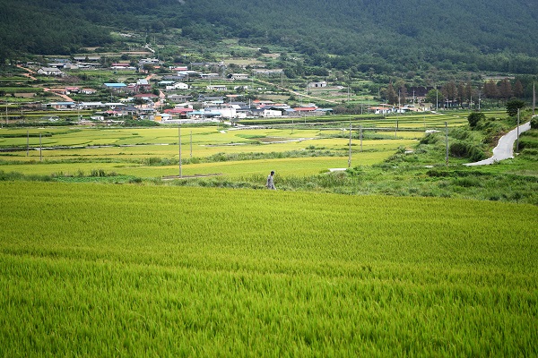 양지리.