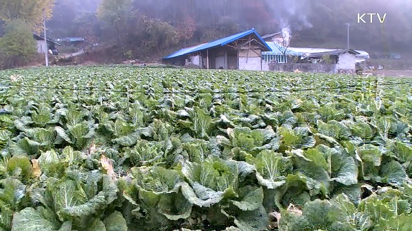 <지난 12월부터 출하 면적 조절과 수매 비축 등의 노력으로 공급과잉 현상이 많이 줄어들긴 했지만, 아직 배추와 무 가격은 내림세이기에 정부는 한 달간 집중 관리가 한다고 밝혔다.> 출처=KTV