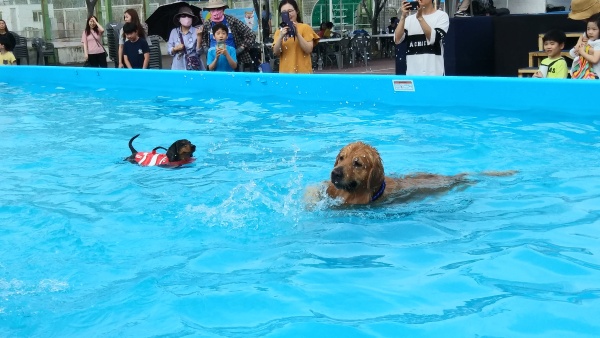 지난 6월 조선대학교에서 펼쳐진 광주세계수영선수권대회 기념 