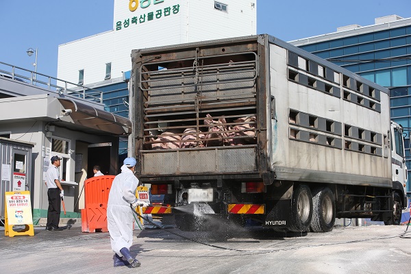 아프리카돼지열병 발병에 따른 이동 금지명령이 해제된 19일 오전 충북 음성군 농협 축산물 공판장에서 직원들이 도축을 위해 들어온 돼지 운반 차량을 꼼꼼히 소독하고 있다..(사진=저작권자(c) 연합뉴스, 무단 전재-재배포 금지)