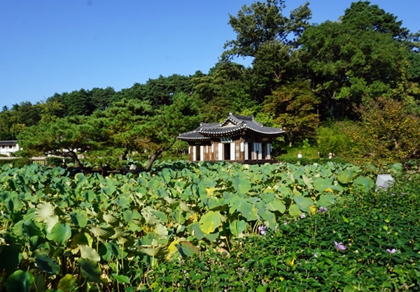 연꽃이 피면 참 예쁠 것 같네요. 그 때 다시 올 수 있을까요. (글로 쓰면 또 기적이 ㅋㅋ)