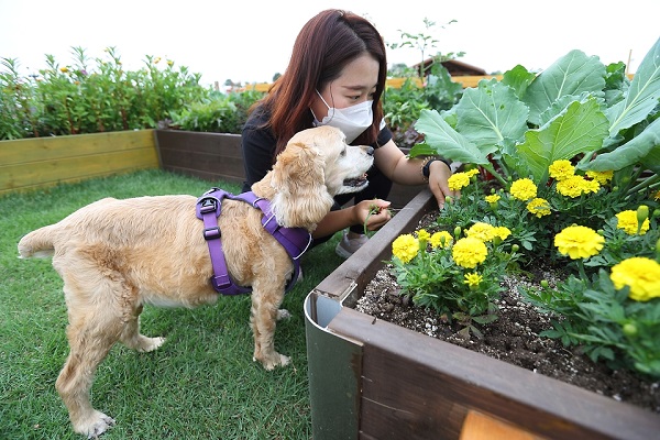 법무부는 ‘동물은 물건이 아니다’라는 문구가 추가된 민법 개정안을 입법예고한다고 19일 밝혔다. 사진은 농촌진흥청 국립원예특작과학원 도시농업공원 모델 조성지에서 연구원이 개와 함께 ‘반려동물 동반 텃밭’을 산책하고 있는 모습.