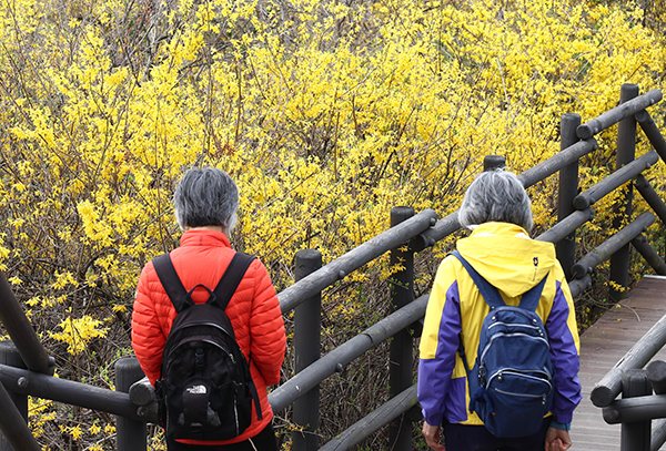 서울 성동구 응봉산을 찾은 시민들이 개나리가 핀 등산로를 걷고 있다. (사진=저작권자(c) 연합뉴스, 무단 전재-재배포 금지)