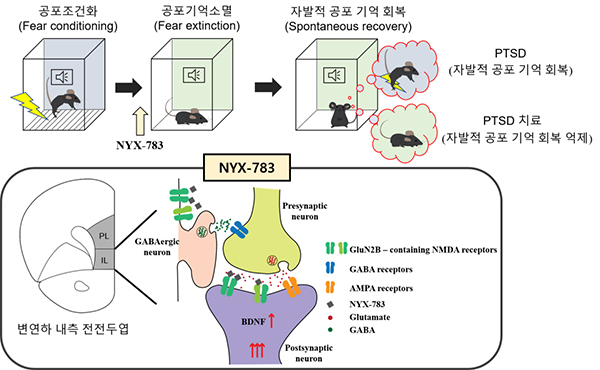 NYX-783의 PTSD 치료 효과 기전. (사진=과학기술정보통신부)