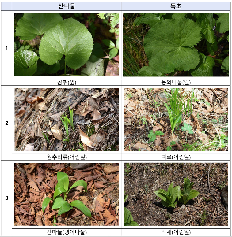 주요 산나물과 유사한 독초들.