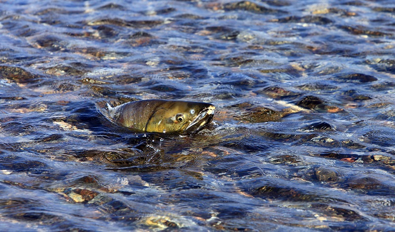 연어 등 해양생태계 기후변화 지표종 23종 지정