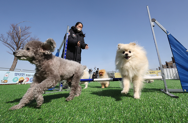 서울 한강에 위치한 반려견 쉼터에서 강아지들이 인솔자와 즐거운 시간을 보내고 있다.(사진=저작권자(c) 연합뉴스, 무단 전재-재배포 금지)