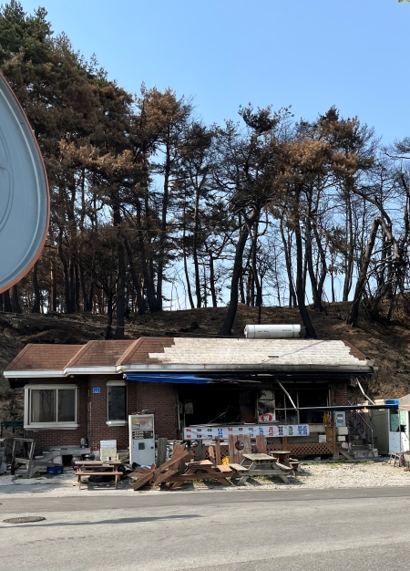 산불로 인해 검게 그을린 송림들과 민가.