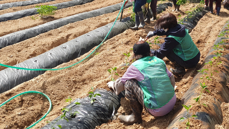 뜨거운 날 밭에서 일하는 여성농업인