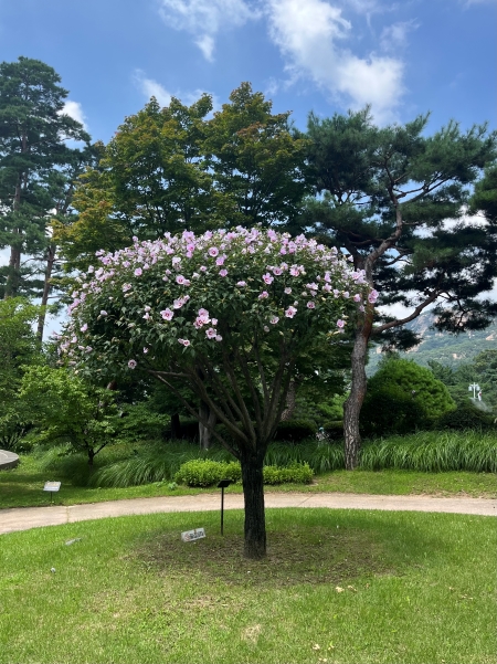 이명박 대통령의 식수인 무궁화, 그 모양과 생김새가 예뻐 기억에 남는다.