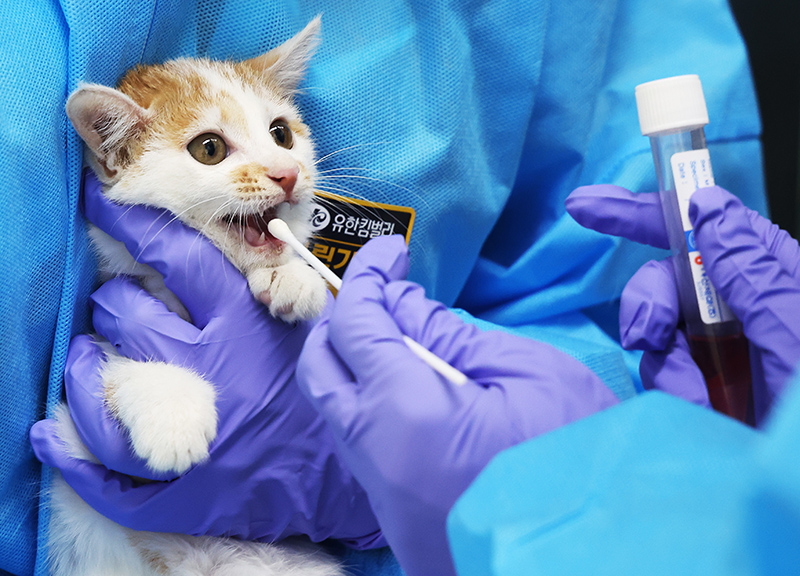 수의사가 고양이 코와 입에서 고병원성 조류인플루엔자(AI) 검사를 위한 검체를 채취하고 있다. (사진=저작권자(c) 연합뉴스, 무단 전재-재배포 금지)