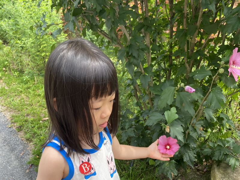 아침고요수목원에서 만난 무궁화