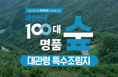 [100대명품숲] 독특한 산림 경관을 엿볼 수 있는 대관령 특수조림지