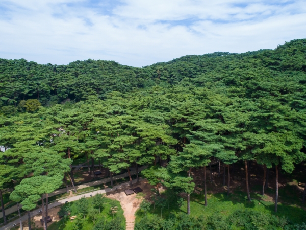 100대 명품숲 중 하나인 안면도 승언리 소나무숲(출처=산림청).