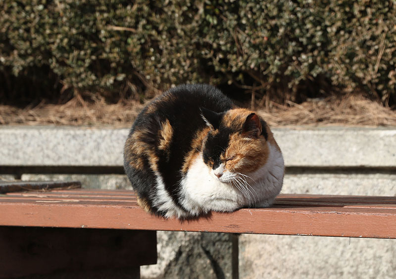 한 거리에 길고양이가 양지바른 곳에 앉아 졸고 있다. (ⓒ뉴스1, 무단 전재-재배포 금지)