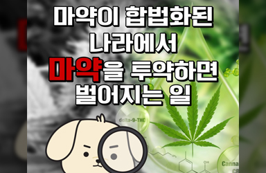 마약이 합법화된 나라에서 마약을 투약하면 벌어지는 일