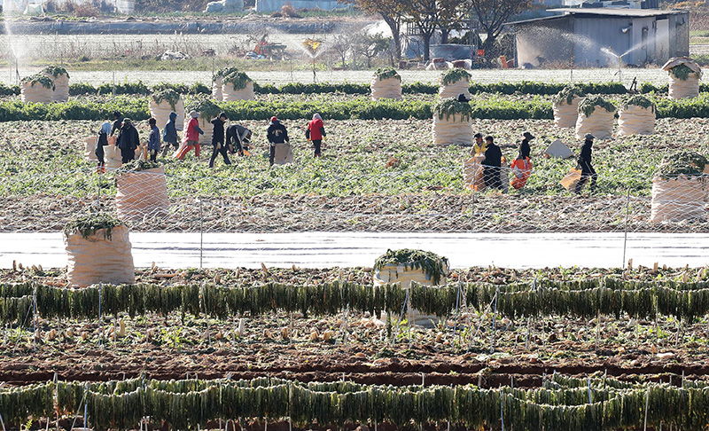 경북 고령군 개진면 들녘에서 농민과 외국인 계절근로자들이 단무지용 무를 수확하고 있다. (ⓒ뉴스1, 무단 전재-재배포 금지)
