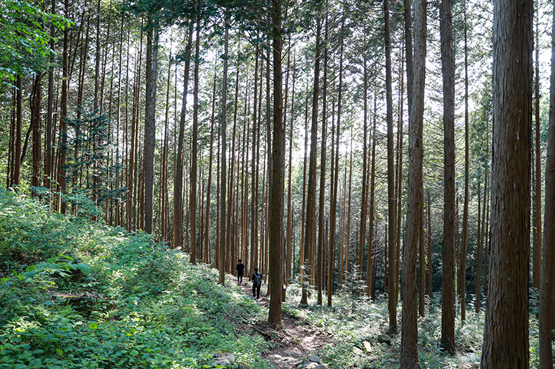 전북 진안군 부귀면 편백숲 산림욕장을 찾은 관광객들이 40년 넘게 자란 쭉쭉 뻗은 편백나무 숲을 거닐며 산림욕을 즐기고 있다. (사진=진안군)