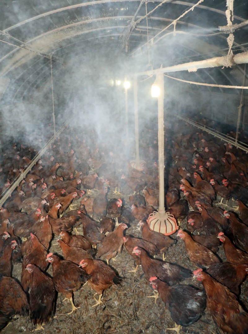 전북 김제시 용지면 한 양계장에서 더위에 지친 닭들 위로 안개분무가 뿜어져 나오고 있다.(ⓒ뉴스1, 무단 전재-재배포 금지)