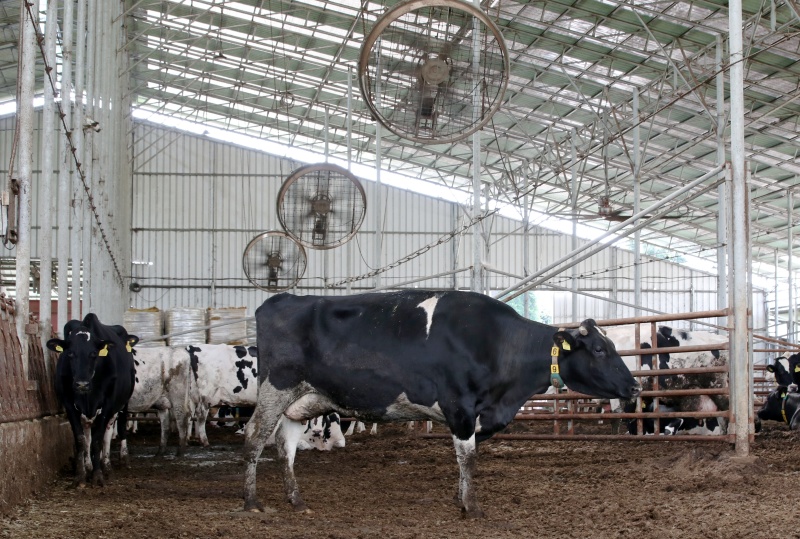 지난해 여름 경기도 화성시의 한 축사에서 젖소들이 천장에 설치된 대형 선풍기와 쿨링포그 시설로 더위를 식히고 있는 모습.(ⓒ뉴스1, 무단 전재-재배포 금지)