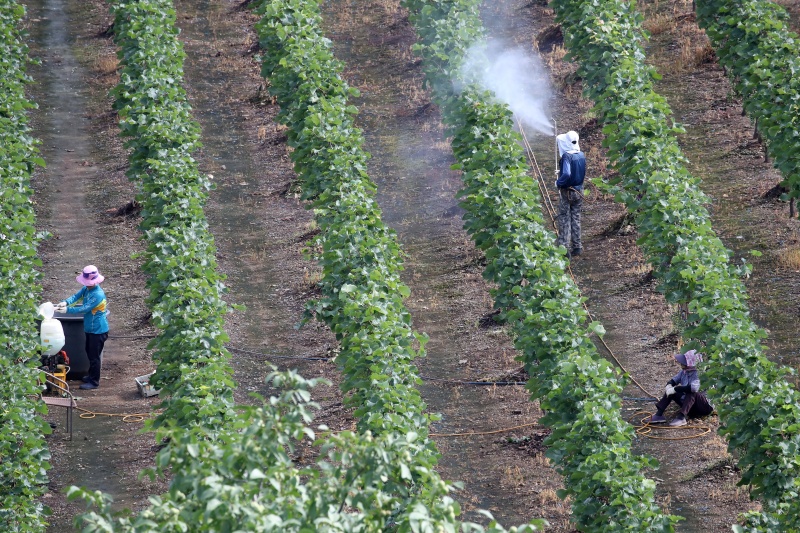 절기상 대서(大暑)인 7월 22일, 대구 수성구의 한 포도밭에서 농민들이 병충해를 예방하기 위해 방제 작업을 하고 있다.(ⓒ뉴스1, 무단 전재-재배포 금지)
