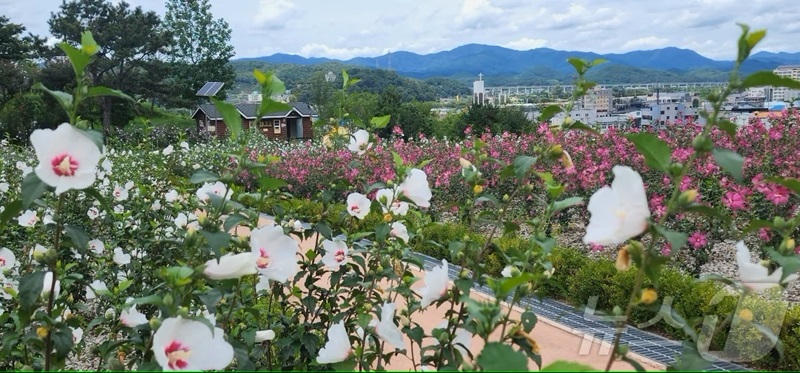 전북 장성 무궁화 공원 전경. (사진=산림청 제공)