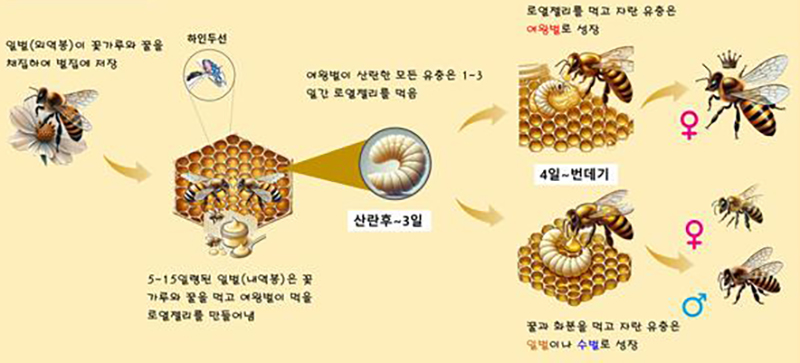 로열젤리 생성과정 및 기능 (사진=농촌진흥청 제공)