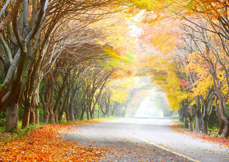 걷기 좋은 가을 국립공원 7곳 중 다도해해상 청산도 단풍길 (사진=환경부 제공)