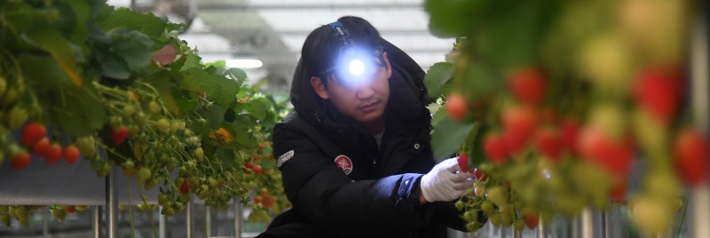 경남 거창군 거창읍 대평리 청년경영 실습 임대농장 딸기 하우스 '될농'(농업으로 잘 될 놈들)에서 청년 귀농인이 딸기를 수확하고 있다.(ⓒ뉴스1, 무단 전재-재배포 금지)